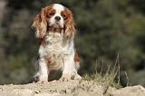 CAVALIER KING CHARLES 287